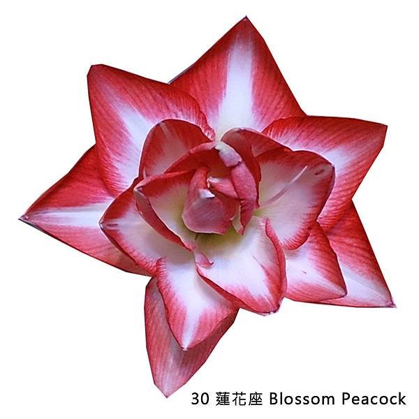 30 蓮花座Blossom Peacock.jpg