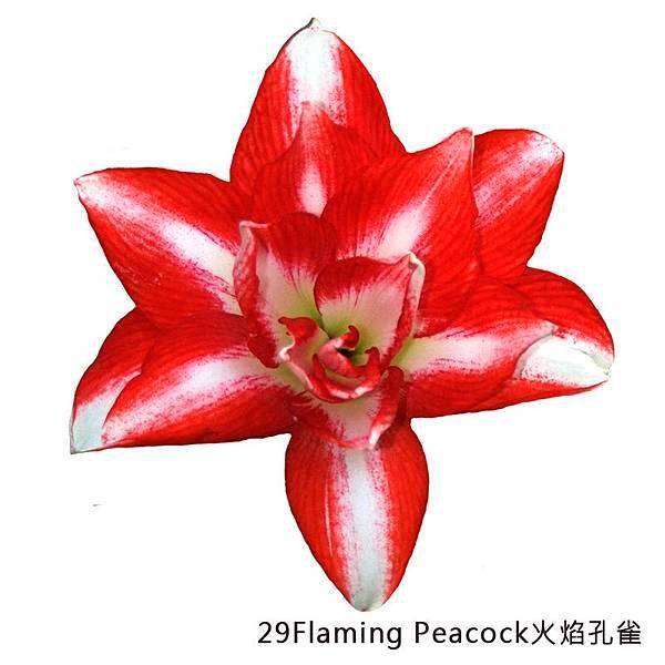 29Flaming Peacock火焰孔雀 .jpg