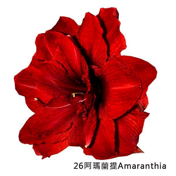 26阿瑪蘭提Amaranthia.jpg