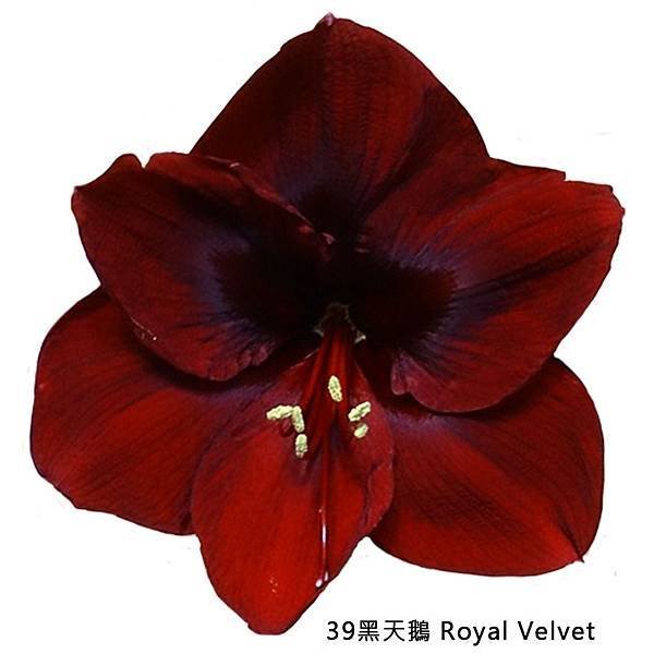 39黑天鵝 Royal Velvet.jpg