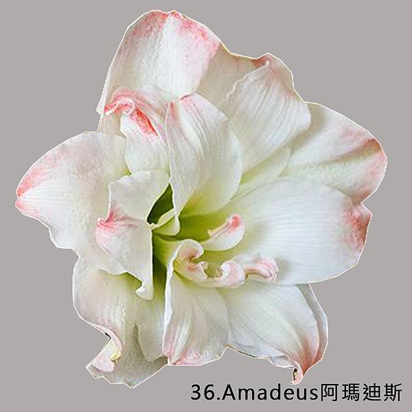 36.Amadeus阿瑪迪斯.jpg