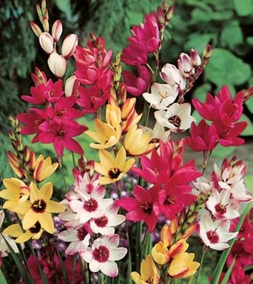 Mixed-Ixia-Bulbs.jpg