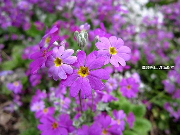 IMG_1021.jpg