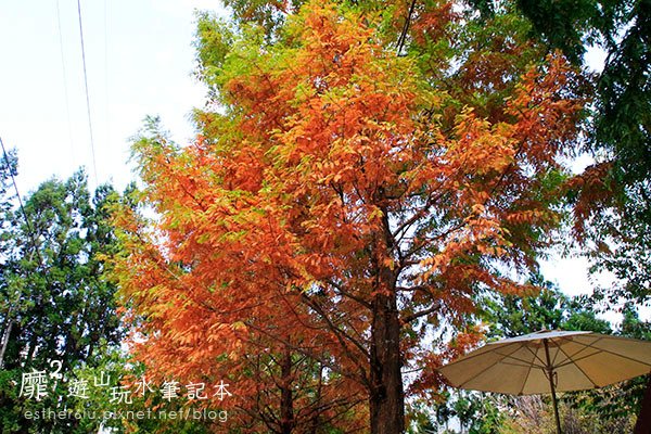 _MG_9605.JPG