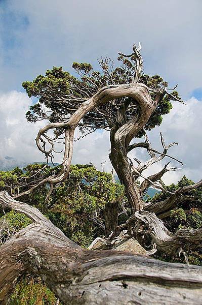 玉山園柏