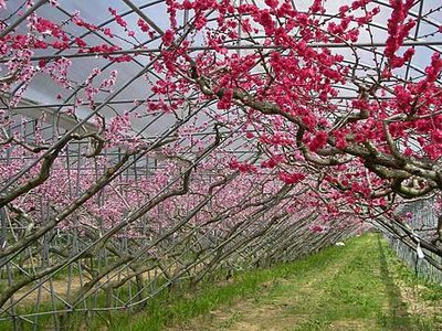 桃花廊