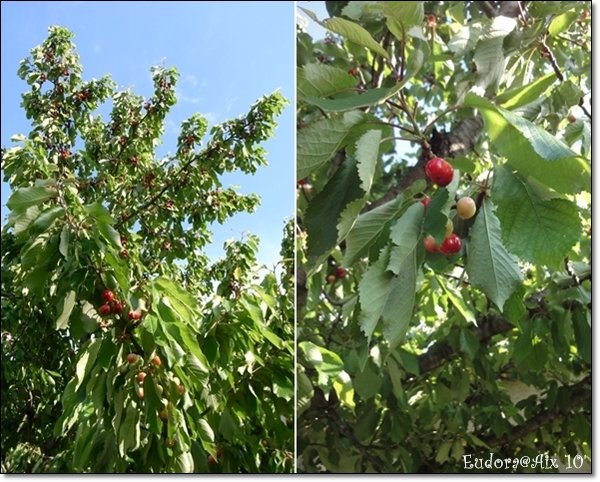 cherry.jpg
