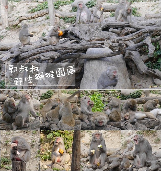 郭叔叔野生獼猴園-01.jpg