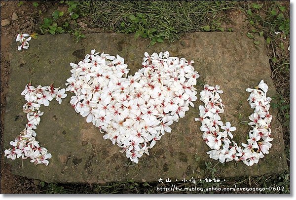 5月油桐花.JPG