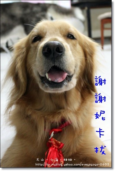 虎年005.JPG
