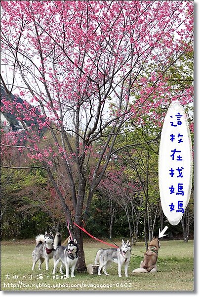 米飛生日趴in奧萬大-016.JPG