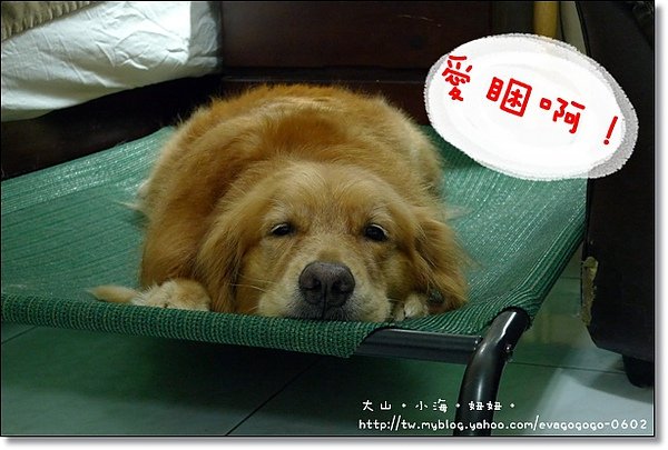 大山媽洗狗鋪002.JPG