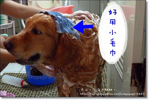 大山媽洗狗鋪001.JPG