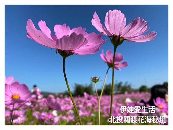 LINE_ALBUM_關渡花海 2_211112_8.jpg