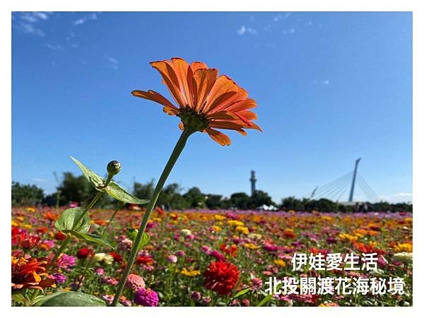 LINE_ALBUM_關渡花海 2_211112_12.jpg