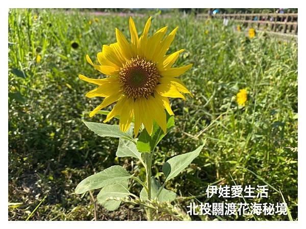 LINE_ALBUM_關渡花海 2_211112_18.jpg