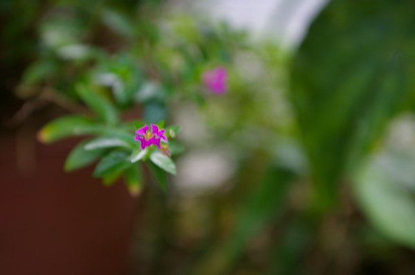 IMGP0760.JPG