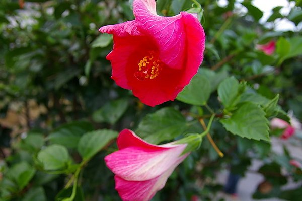 IMGP0750.JPG