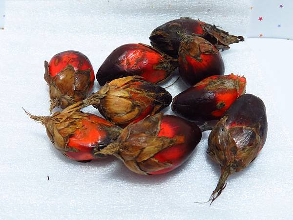 油椰子(百合芳嬌分享)