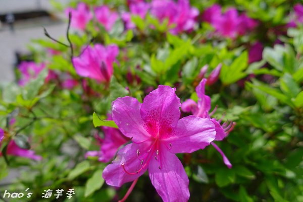 20150404頂湖91.jpg