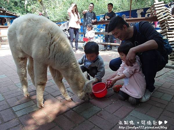 餵草泥馬.JPG