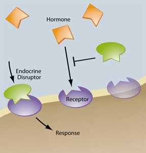 endocrine-disruptor-graphic