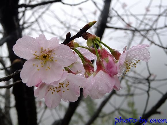 2012.03.04三芝花況7