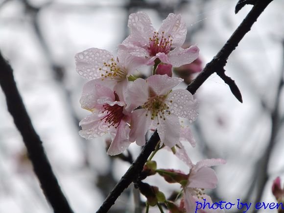 2012.03.04三芝花況10