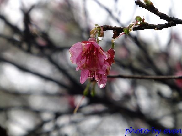 2012.03.04三芝花況14