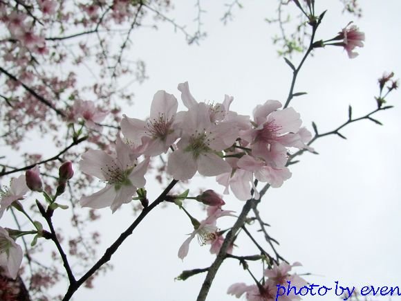 2012.03.19天元宮櫻花8