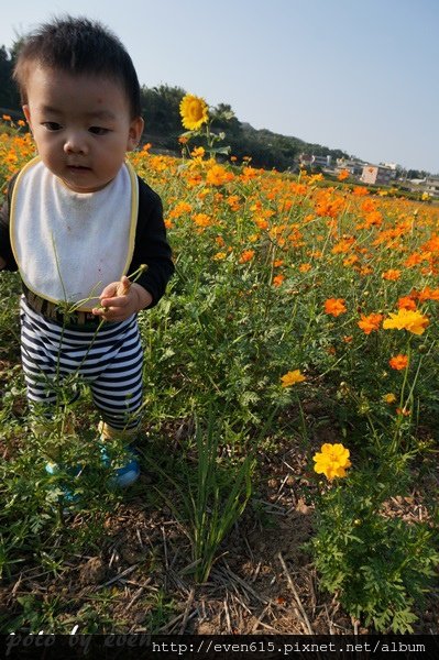 苗栗杭菊&amp;客家園區071-20141104