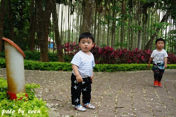 桐花公園107-20150419