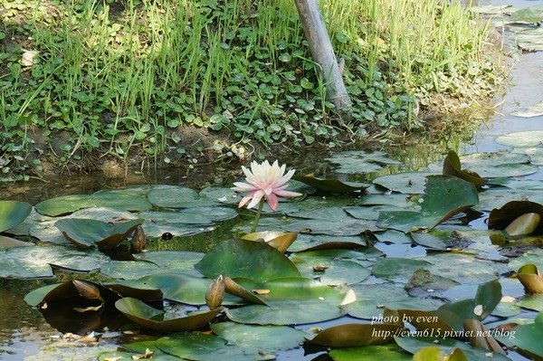 石蓮園127-20160404.JPG