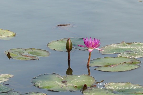 石蓮園129-20160404.JPG