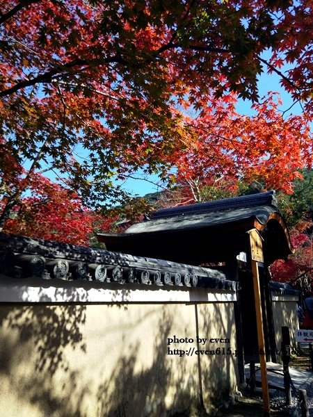 【2018年京都旅行】一個人獨旅賞楓~養源院&amp;智積院