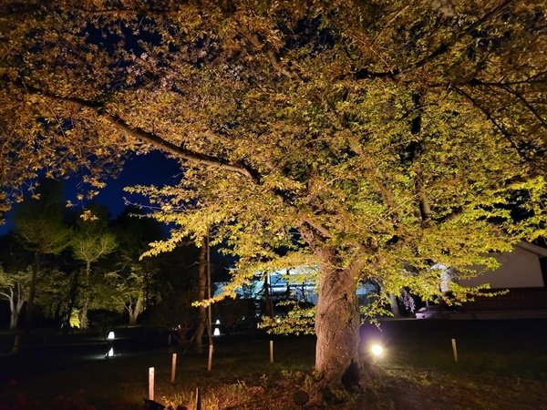 NAKED櫻祭2024 世界遺產・二條城