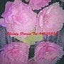 peony paper flower.jpg