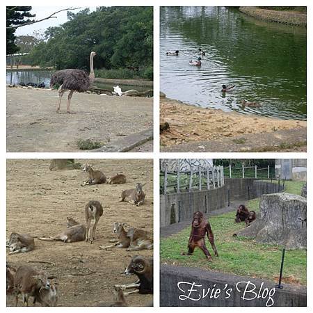 PicMonkey Collage