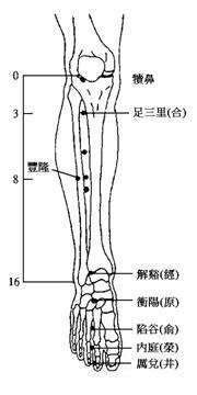 足陽明胃經腿部經穴