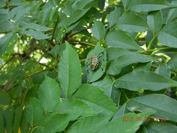 DSCN1767