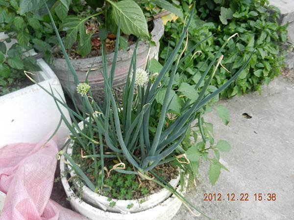 DSCN2104