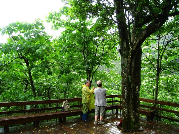 油桐花公園 251.jpg