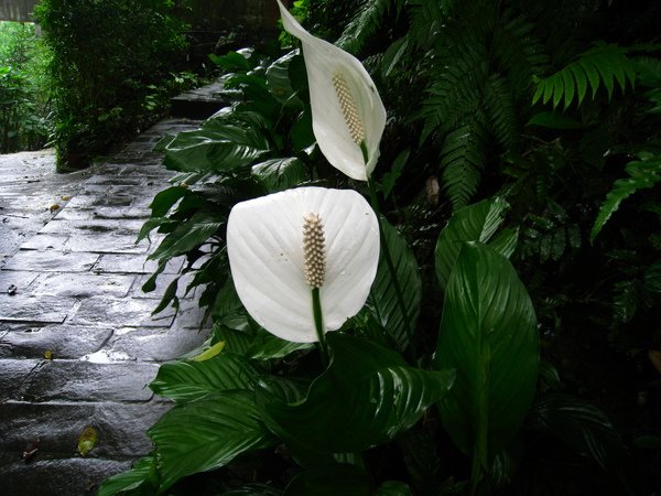 油桐花公園 273.jpg