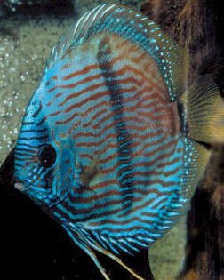 heckel_bluehead_discus.jpg