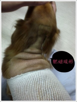 胖胖咕.JPG