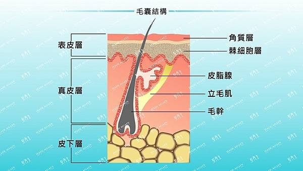 HairAgain-角質層老化-e1474161085145.jpg