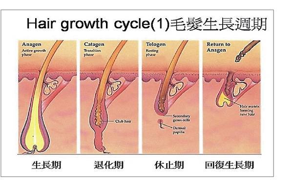 毛髮1.jpg