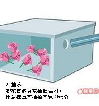 長生不老花製作流程02