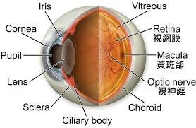 「眼睛構造 黃斑部」的圖片搜尋結果