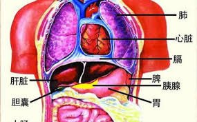 「心肝脾肺腎」的圖片搜尋結果